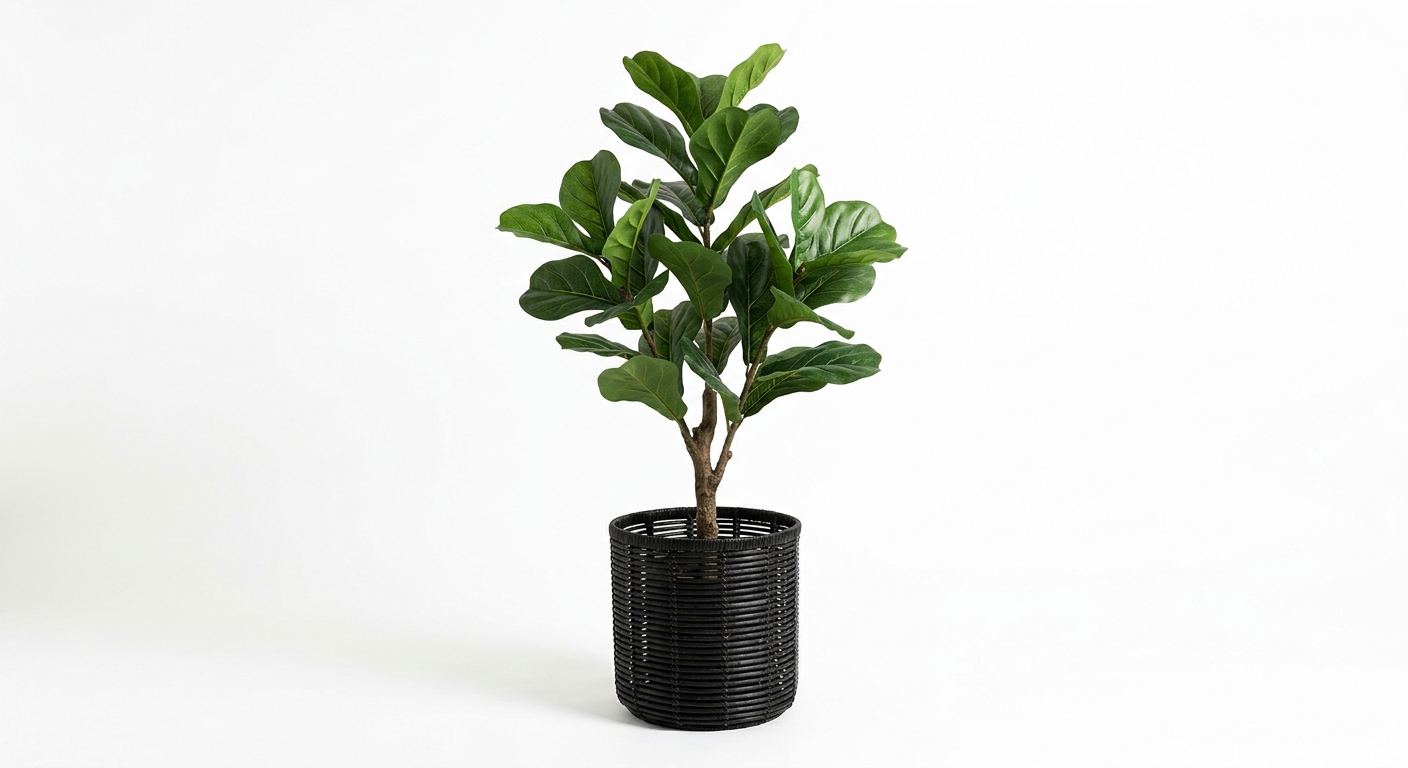 Warm floor plant (Black Rattan)